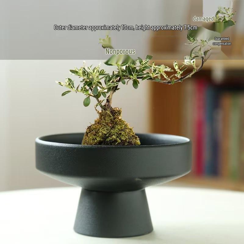 Modern Ceramic Tea Snack Plate with Fern Hydroponic Plant Holder