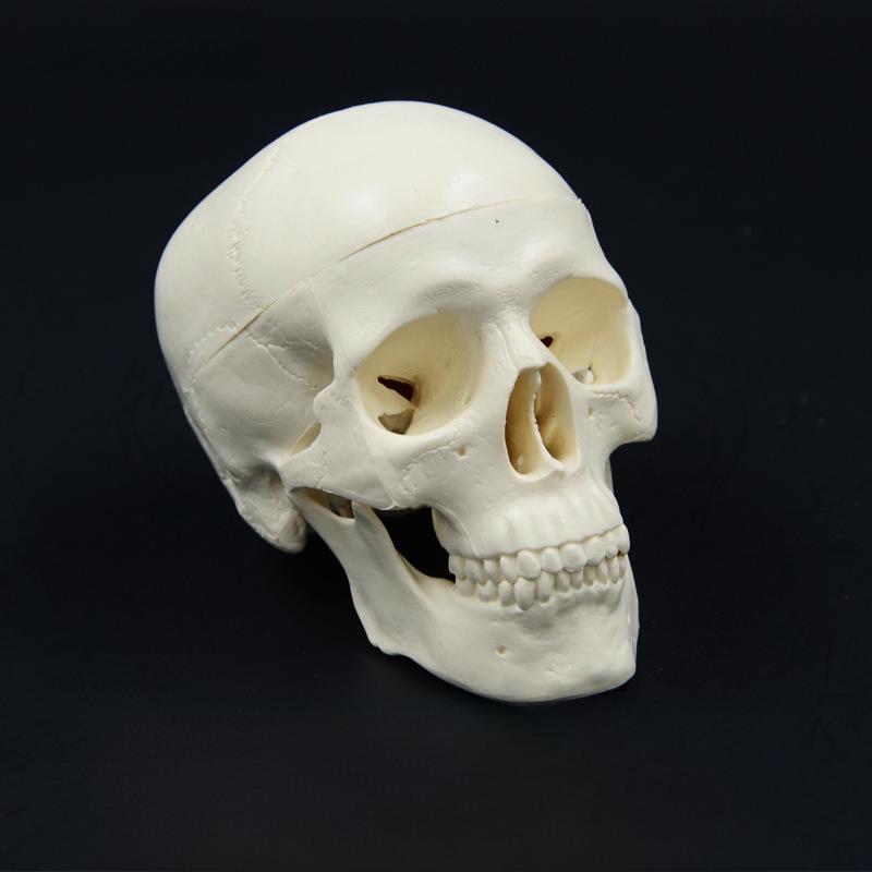 

Removable Mini Skull Model for Art, Sketching, and Dental Teaching PNT-0105-1