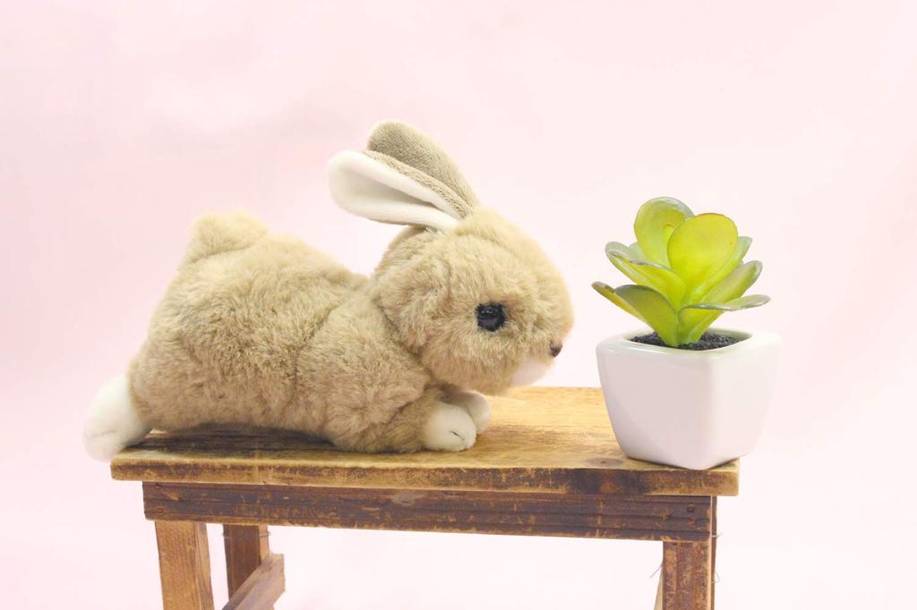 Coelho Decolagem Maron Rex Marrom