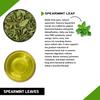 Spearmint Tea - Helps With Hormonal Imbalance, Facial Hair, And Pcos | Spearmint Tea Bags (30 Tea Bags - 1 Month Pack) - 60 Grams
