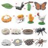 Life Cycle Board Montessori Kit Biology Science Education Toys For Kids Sensory Tray Animal Figure Life Cycle Sorting Wooden Toy