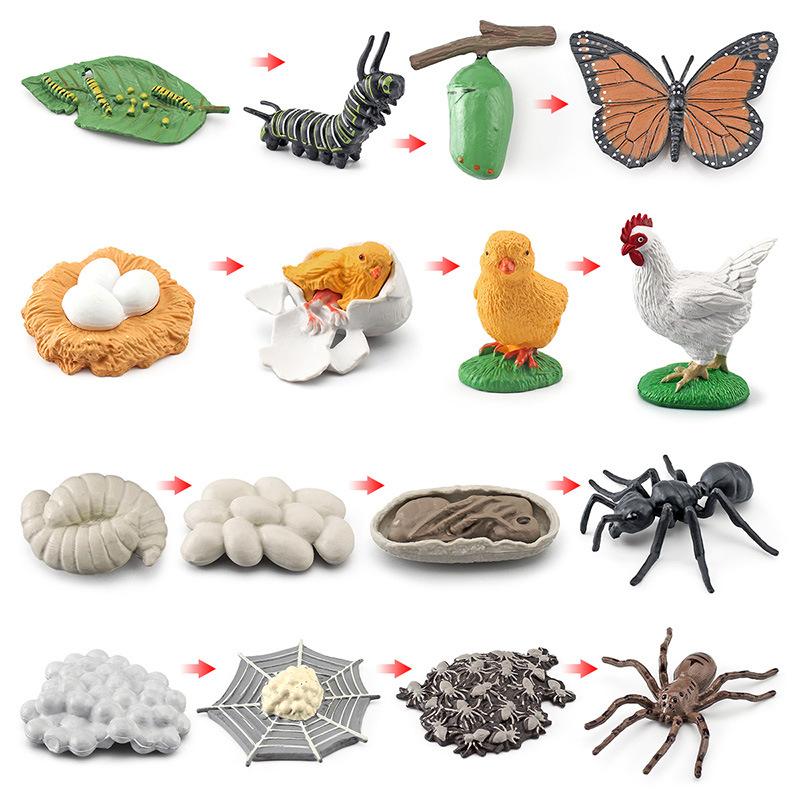 Life Cycle Board Montessori Kit Biology Science Education Toys For Kids Sensory Tray Animal Figure Life Cycle Sorting Wooden Toy