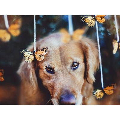 Full Round Drill Diamond Embroidery Dog and Butterfly DIY Diamond Painting Cross Stitch Rhinestone