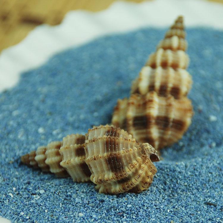 

Pine Nut Snail Seashell Ornament for Aquarium Decoration, 3-4CM