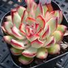 Lingyin Multi-Headed Succulent Planter: Creative Beginner's Office Plant for Radiation Protection