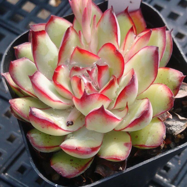 Lingyin Multi-Headed Succulent Planter: Creative Beginner's Office Plant for Radiation Protection