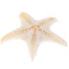Sea Shells Size:0.5-3Cm 100Pcs Mini Starfish Craft Decoration Natural Sea Stars