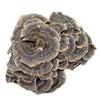 Organiczna herbata ziołowa z grzyba Turkey Tail Naturalne wsparcie energii 500g