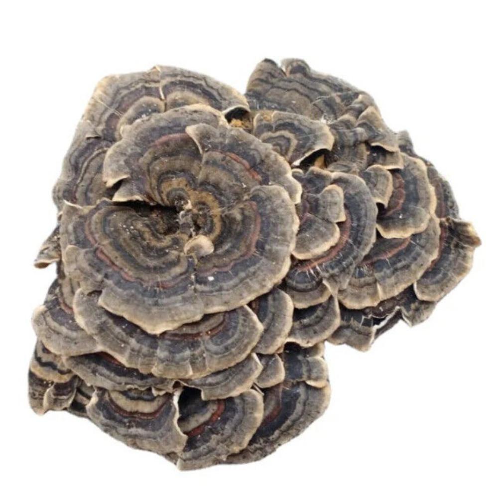 Organic Dried Turkey Tail Mushroom 500g Natural Herbal Tea Energy Detox 01