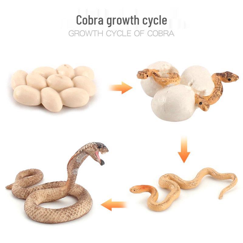 Animal Growth Cycle Models: Chicken, Duck, Goose, Butterfly, Turtle, Frog Montessori Teaching Figurines