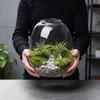 Mikrolandschaft Ökologische Moosgrüne Pflanzen Glasflasche Dekorationsvase Hydrokultur Moospflanze Landschaftsgestaltung Glasbehälter