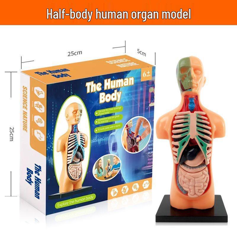 Children's Educational Human Anatomy Model - Skeleton & Organ Structure Toy for Medical Teaching