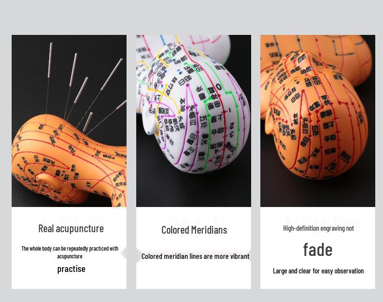 50CM Průhledný meridiánový model lidského těla - Mužský a ženský Akupunkturní body tradiční čínské medicíny.