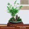 Compact Hydroponic Bamboo Rice Pot for Indoor/Outdoor Landscaping: Fiddle Leaf Bamboo Seedlings, Ornamental Courtyard Bonsai Plant.