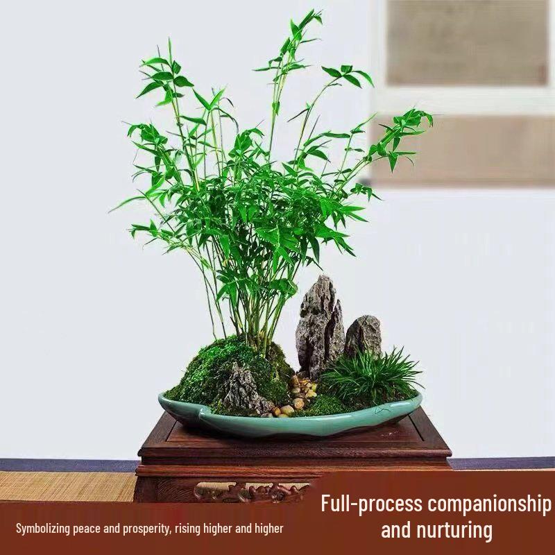 Compact Hydroponic Bamboo Rice Pot for Indoor/Outdoor Landscaping: Fiddle Leaf Bamboo Seedlings, Ornamental Courtyard Bonsai Plant.