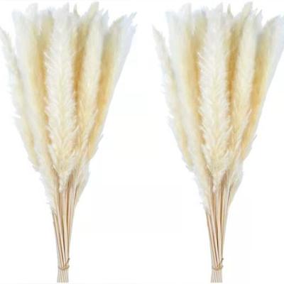30 Peças Pequeno Buquê de Flor Imortal de Juncos Grama Pampas Flores Secas Decorações de Natal DIY Branco