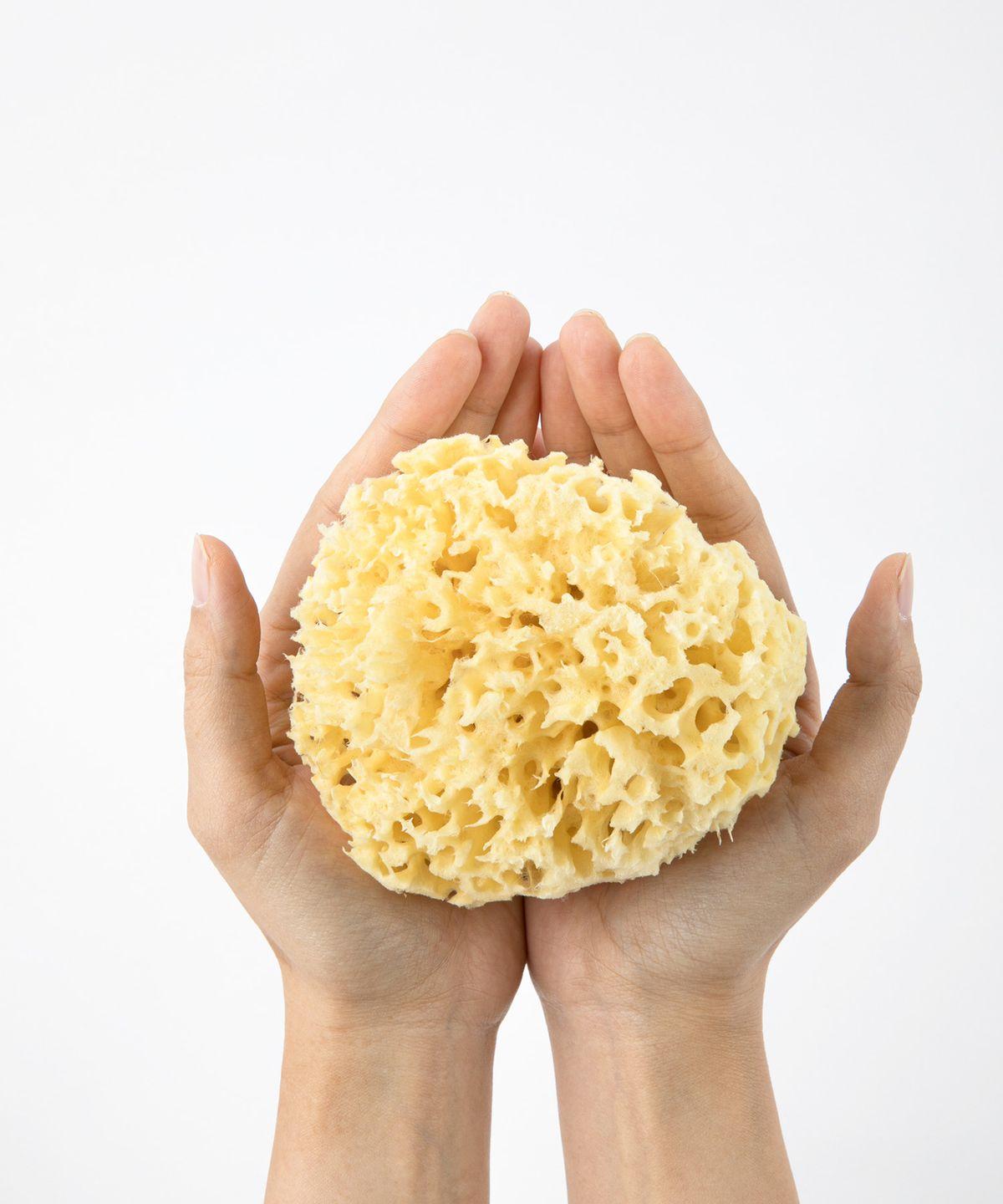 Natural Sea Sponge for Body - L Size