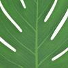 Maydahui 30 PCS Tropical Artificial Palm Leaves Monstera Party Decoration 3 Size Large Medium Small for Hawaiian Luau Party Jungle Beach Theme Table