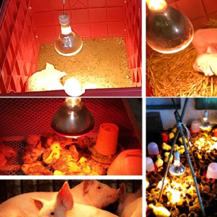 2pcs 250W Heat Lamp Red Light for Piglets Baby Chicken and Small Animals with E26 Base