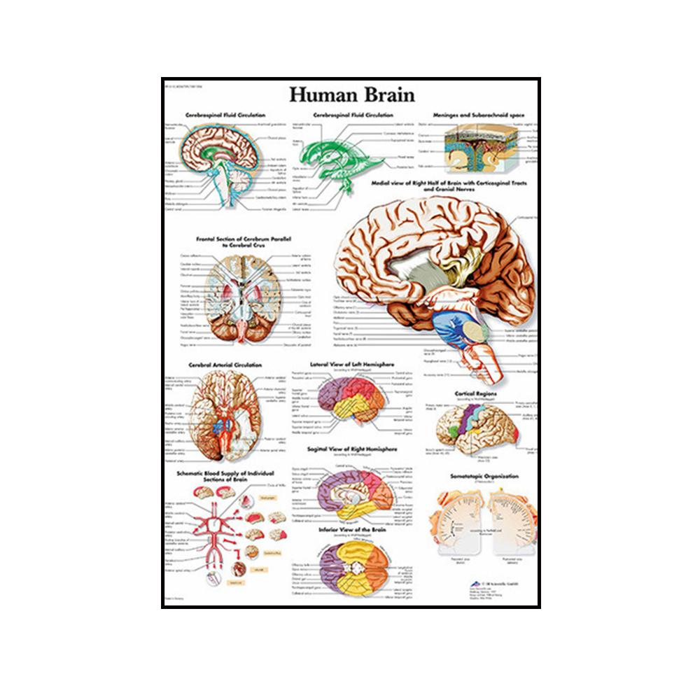 

Человеческая скелетная мышечная структура, ткань, настенное искусство, постер для классной комнаты, украшение для дома, холст, живопись, фрески, фотографии, печать, произведение искусства 21x30cm No Frame