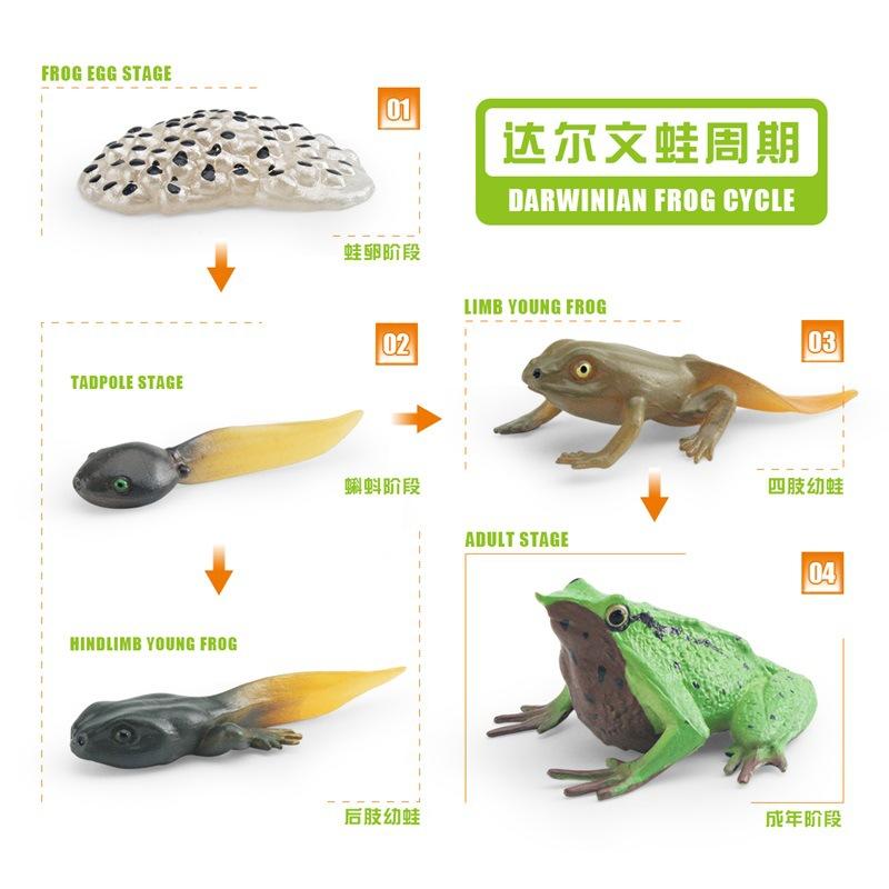 Simulation Frog Growth Cycle Model Early Education Cognition Darwin Frog Tree Frog Growth Process Static Ornament