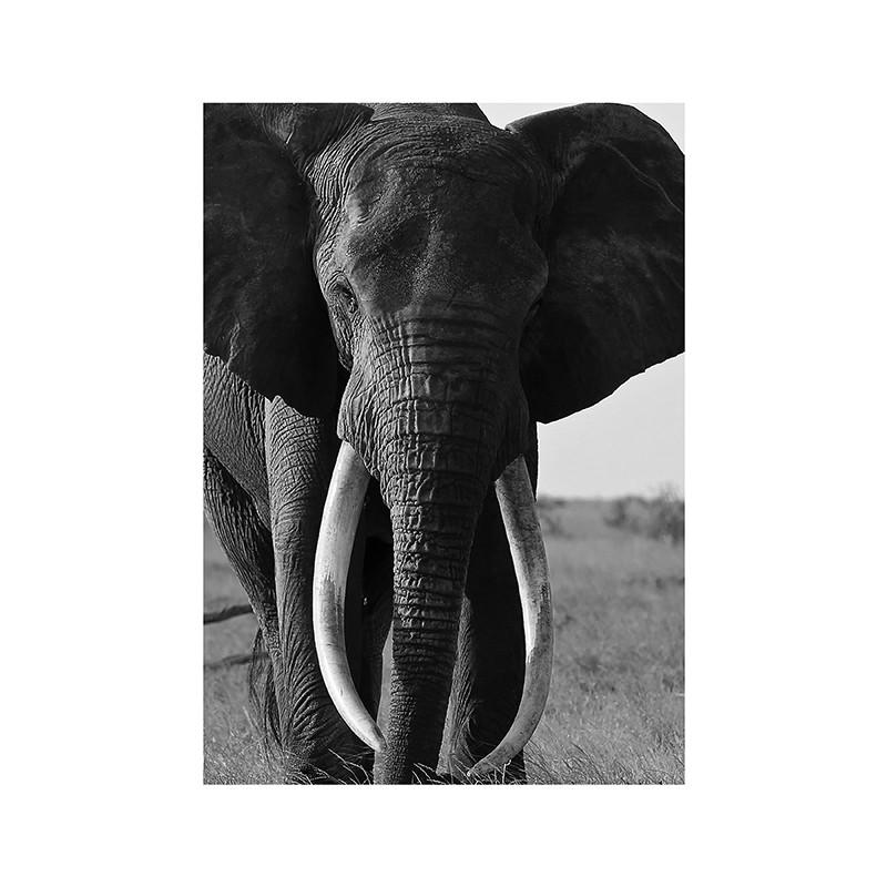 Black White Animal Wall Art Prints Unframed Modern Wild Lion Tiger Gorilla Posters for Living Room Bedroom Decor