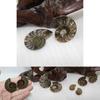 Elegant Pair Natural Ammonite Fossil Conch Specimen For Healing And Home Decor