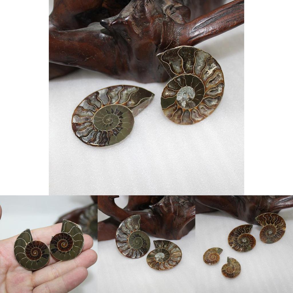 Elegant Pair Natural Ammonite Fossil Conch Specimen For Healing And Home Decor