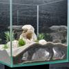 Natural Textured Aquariums Cave Decoration With Multiple Entries For Fish Shrimp Safety And Tanks Environment Enrichment