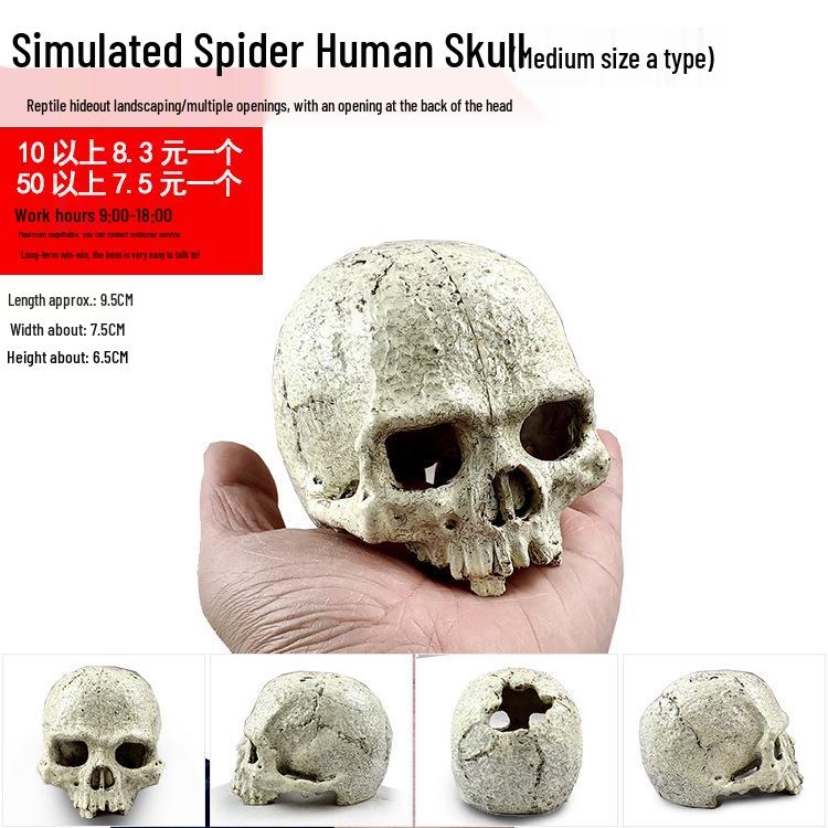 Akril Hüllőtenyésztő Doboz Dekoratív Koponyával