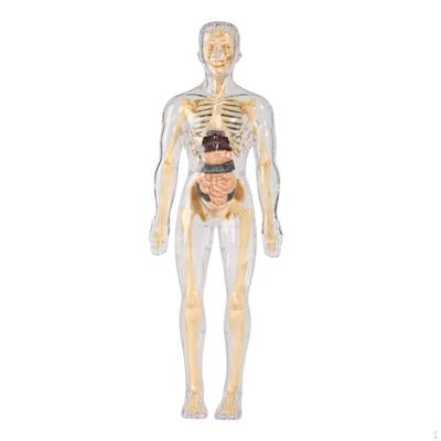 Sınıf Kullanımı İçin Çıkarılabilir Organ Parçalarına Sahip Anatomi Öğrenme Aracı