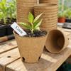 45 Lotti Vasi Biodegradabili per Vivaio Vasi Avviamento Piantine Starters per Piante Vasi Rotondi in Torba da Giardino per Avviamento Piantine in Giardino Domestico