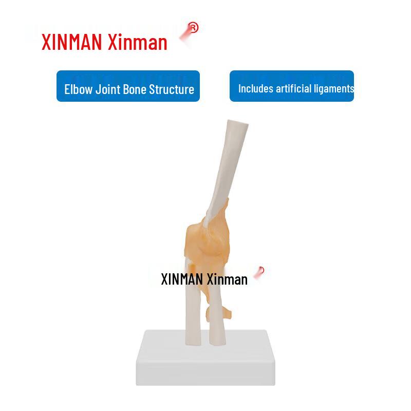 Elbow Joint Model with Ligaments