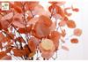 Eucalyptus Money Leaf Artificial Plant for Home Decoration
