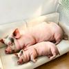 2560Cm Simulated Pink Pig Plush Throw Pillow Stuffed Wild Animal Cushion Back Support Plushie Sofa Chair Decor Man Gift