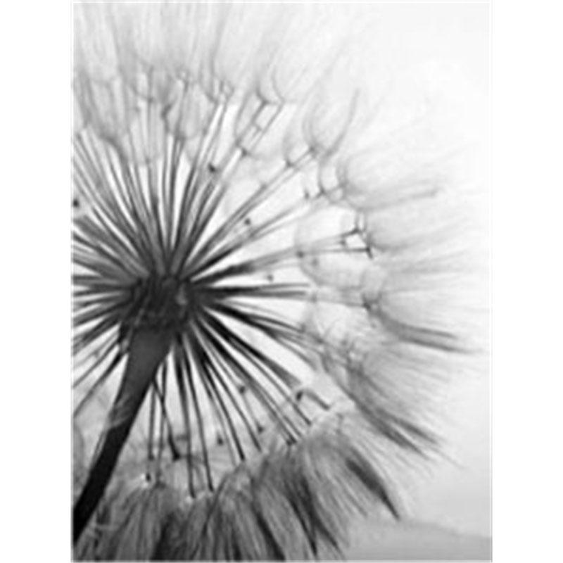 

DIY Алмазная картина Черно-белый одуванчик Набор для вышивки крестом Мозаичное искусство Алмазная картина Полный круг/квадрат Алмазное украшение для дома Round 50x70cm