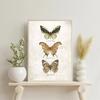 Vintage Butterflies and Moths Insect Studies Specimen Posters Prints Canvas Printing Wall Art Picture for Living Room Home Decor