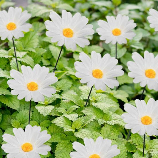 10 Stück Kunstblume Gartenstecker Wetterfest Outdoor Terrasse Hof Rasen Simulierte Weiße Blume Spike Stick Dekoration Ornament