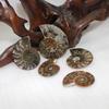 Elegant Pair Natural Ammonite Fossil Conch Specimen For Healing And Home Decor