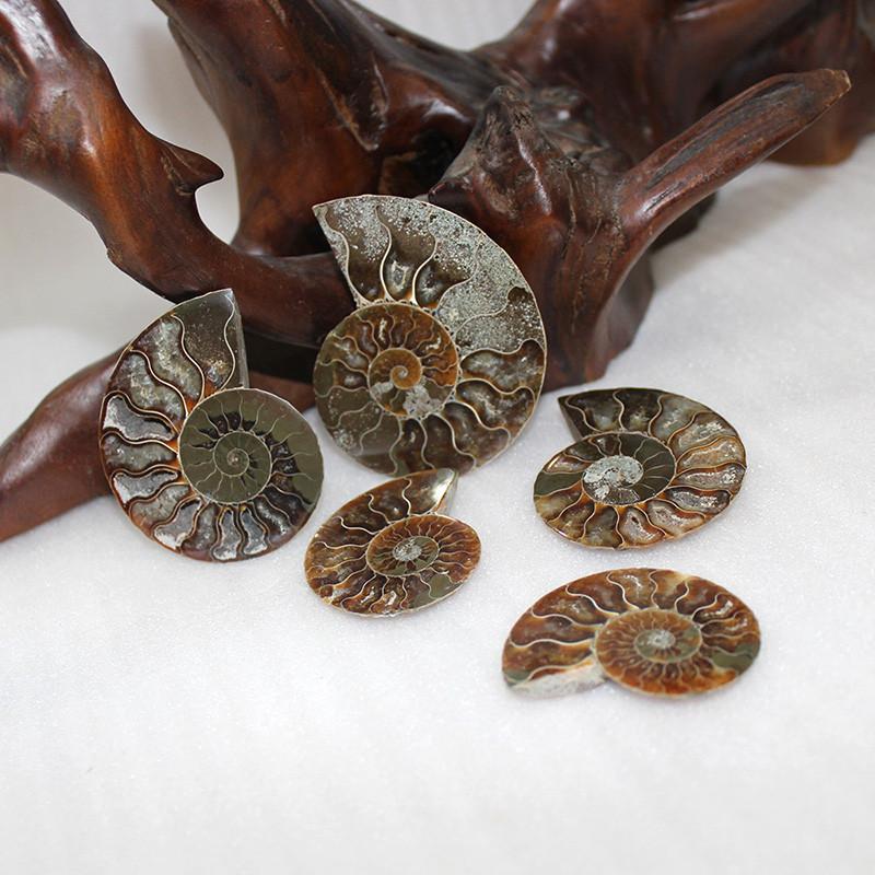 Elegant Pair Natural Ammonite Fossil Conch Specimen For Healing And Home Decor