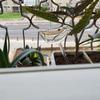 1-12PCS Automatic Plant Watering Bulb PVC Bird Shaped Transparent Self Watering Bulbs Home Garden Plant Dropper Drip Irrigation
