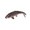 5Pcs Carp Fish Figurine Goldfish Figure Toy Model Statue Sculpture Fish Tank Aquarium Dollhouse Decoration Festival Gift