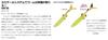 Xesta Kamitail Wild Sardine Noresore Shirasu 1.75inch 50.NSSSL