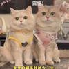 Lightweight Pet Vest Cats Small To Medium Dogs Breathable Anti-Shedding Clothing
