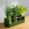 Scallion Planter Hydroponic Soil-Free Regeneration Planter Multi-Slot Scallion Regrowth Planter for Kitchen Countertop Window Sill