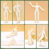 OB11 Doll Body 1/12 MJD Movable Doll Model Action Figure Normal Size Girl (Super White - 12cm)