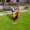 Rooster Garden Decor - Whimsical Outdoor Statue