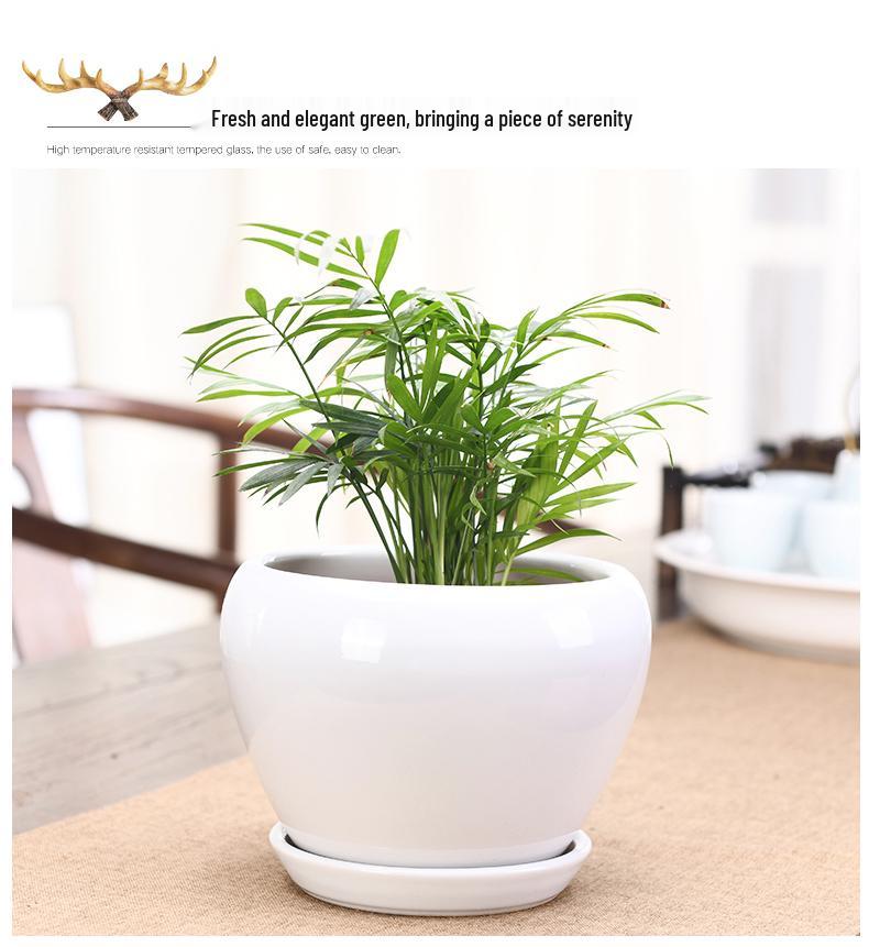 White Ceramic Orchid Pot, Large Elegant Design for Living Room