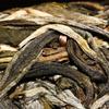 2021 Raw Puerh Tea Jingmai Mountain Ancient Tree Sheng Puerh Tea with Orchid Fragrance 357g
