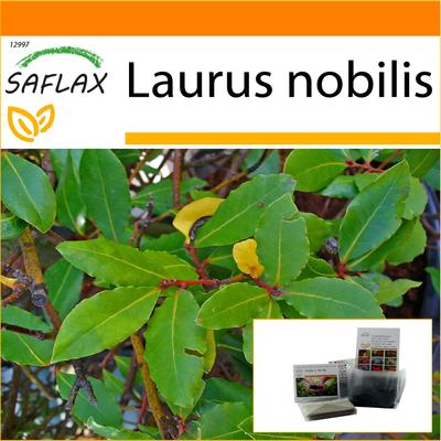 Garden in the Bag - Lorbeerbaum - 6 Samen - Mit Substrat im passenden Standbeutel - Laurus nobilis